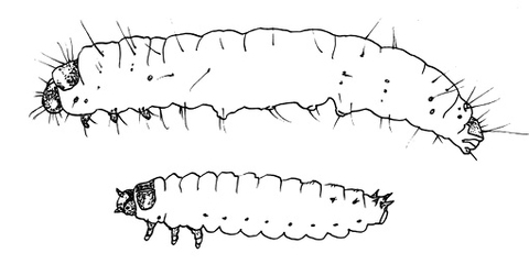 Drawing of two larvae; the wax moth larva is about twice the size of the hive beetle larva.