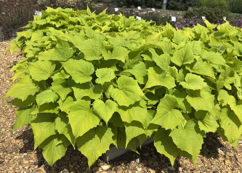 A vine with bright green leaves grows in a mound.