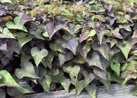 A vine has purple and green leaves.