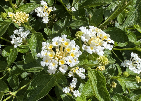 Clusters of small white flowers have yellow centers.