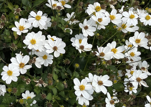 White flowers with yellow centers grow on green foliage.