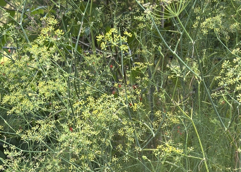 A fern-like plant grows in stalks.