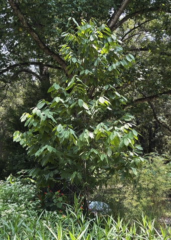 A small tree grows in a green landscape.