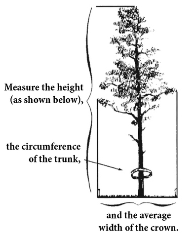 Diagram of a tree with these instructions: Measure the height of the tree, the circumference of the trunk, and the width of the crown. 