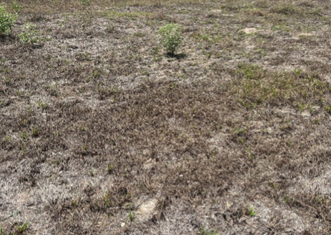 A field full of dead grass.