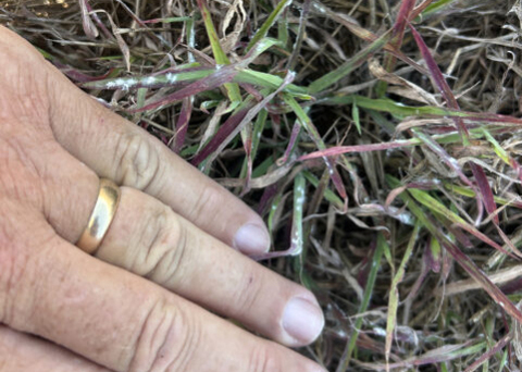 Several pasture mealybugs are seen in a small patch of purpling grass with a hand in the frame for size reference.