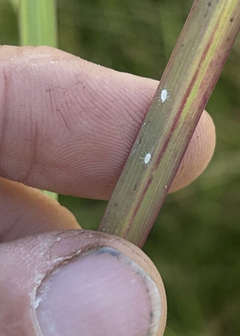 Two fingers hold a blade of grass with two pasture mealybugs. 