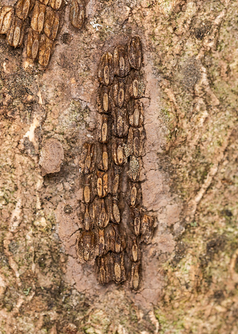 Closeup of a spotted lanternfly egg mass on a tree.