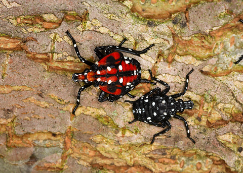 Closeup of two spotted lanternfly nymphs.