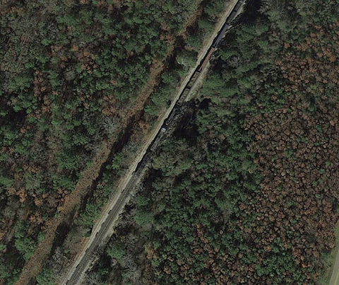 Aerial view of pine trees with many trees having brown tops. These brown-topped trees are dispersed among green-topped trees. 