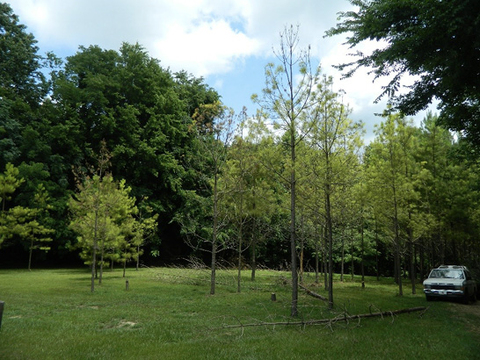 A forest with many trees in the foreground with exposed branches and fewer leaves. These trees are also lighter green than the trees in the background.