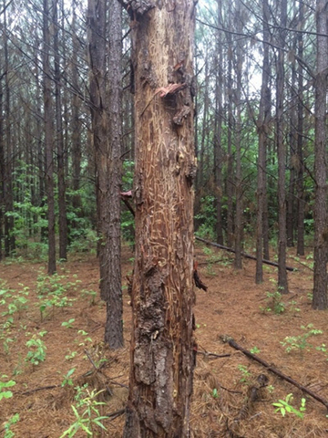 A tree trunk with engravings from weevil larvae. The trunk is missing bark, and the exposed part is dark brown. The engravings are lighter than the exposed trunk. 