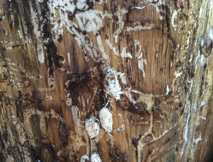 Close-up of a trunk with small, white cocoons attached to it.