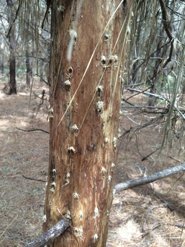 A tree trunk with no bark has holes dispersed around the tree. 