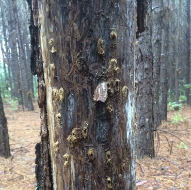A tree trunk with many holes. These holes are small and dispersed randomly around the trunk. The trunk does not have any bark where the holes are, and it has a dark brown color. 