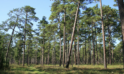 A forest full of tall thin pine trees. 