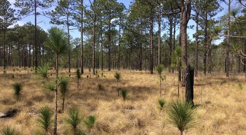 Forest floor is filled with longleaf pine seedlings in its bushy tan form leaving the grass stage of growth.