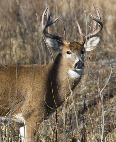 A white-tail deer with large horns stands in a winter field.
