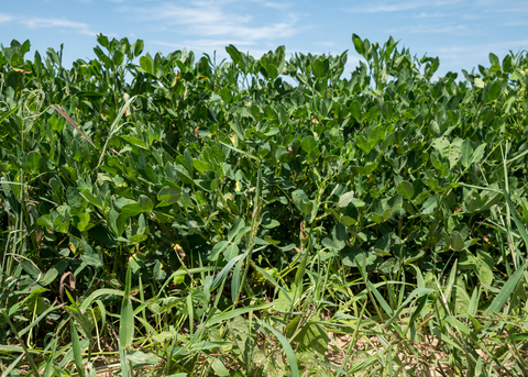 Plants with rounded leaves grow in a field.