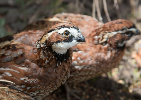 Northern bobwhite quail in sharp focus with other quail in the background