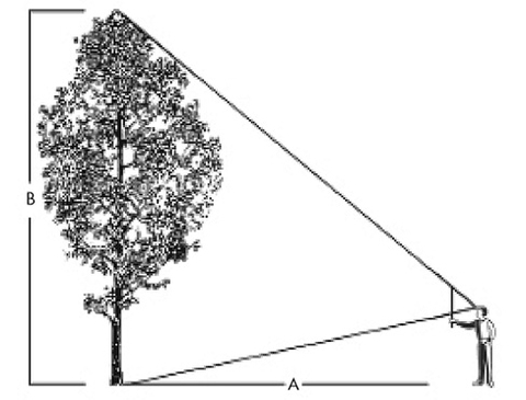 Diagram of a person measuring a tree with a straight stick, as described in step 4 in the Instructions section. The distance from the person to the tree base should be about the same as the height of the tree.
