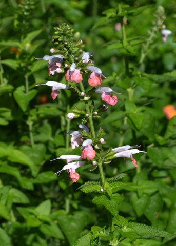 An upright stem has pink-tipped white flowers.