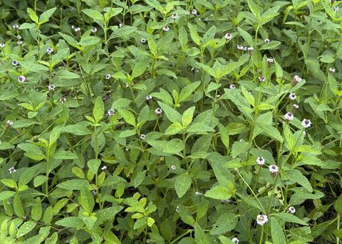 Individual tiny, white flowers bloom across a bush.
