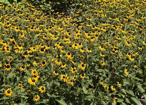 Scores of yellow flowers with dark centers bloom in a cluster.