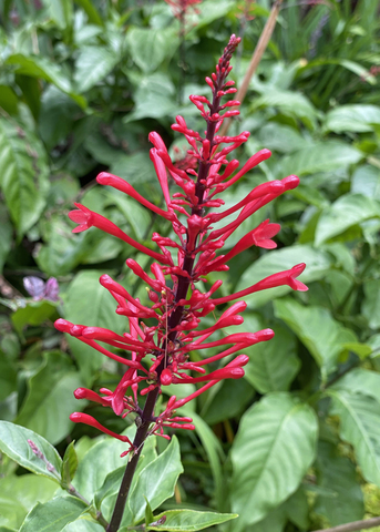 Flower spike has red blooms.