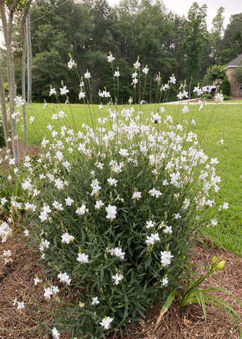 Delicate white flowers cover a small bush.