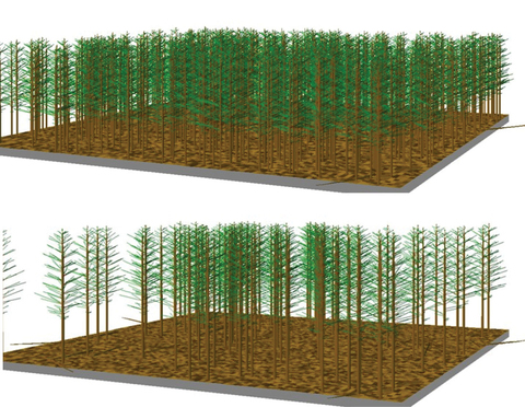 Computer renderings of a dense stand of pine trees and a more sparse stand of pine trees.