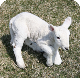 A white lamb with deformed limbs and a hunched appearance.