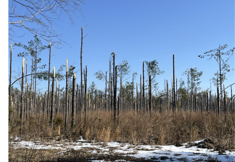 A forest with many broken tree trunks.