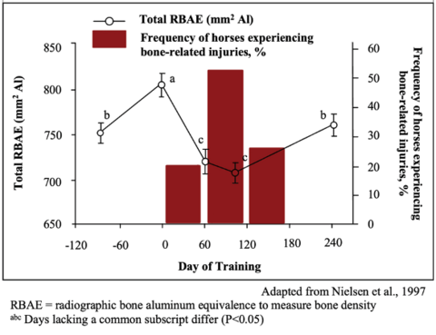 Combination line and bar graph illustrating changes in total RBAE and the percentage of horses experiencing bone-related injuries during 240 days of training. When horses begin intensive training, their bones may temporarily lose density as they adapt to increased exercise, making them more susceptible to bone-related injuries. As training continues, bone density gradually recovers, suggesting that bones adapt and strengthen over time.