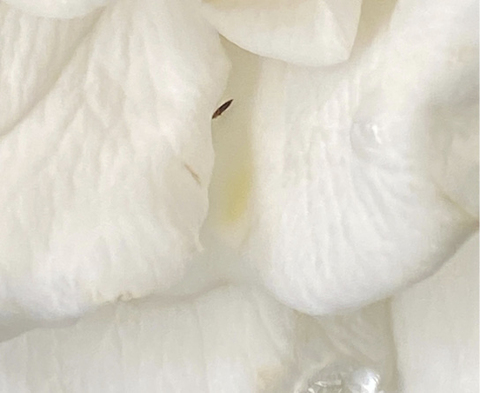 A close-up of a small, thin insect on white petals. The insect is shaped like a grain of rice.
