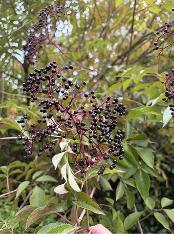 Clusters of small berries hanging from a plant.