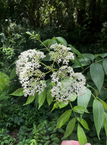 Shrub with broad, flat-topped clusters of tiny white flowers.