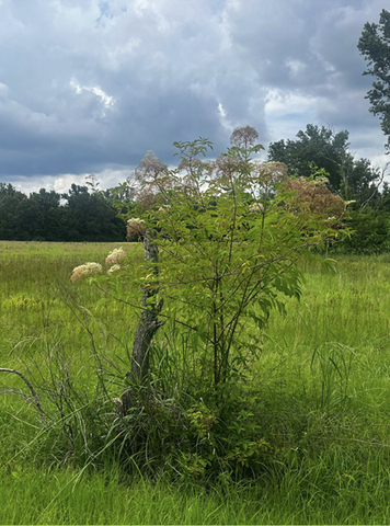 A shrub with arching stems and green leaves divided into pointed, serrated leaflets growing in a field. 