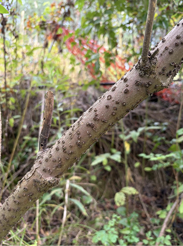 Stem with rough bark and raised, knot-like lenticels.