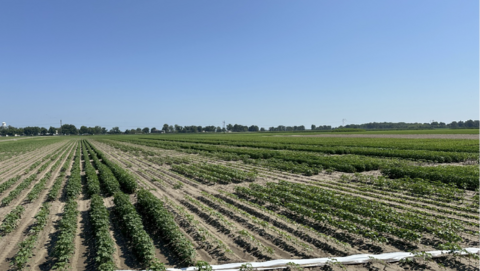 Field of row crops. 
