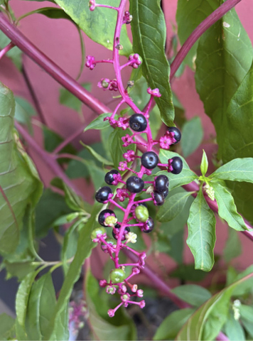 Close-up of dark purple berries clustered along a bright pink stem.