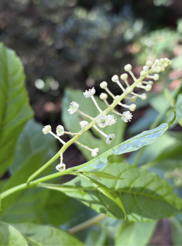 Close-up of elongated clusters of small white flowers.