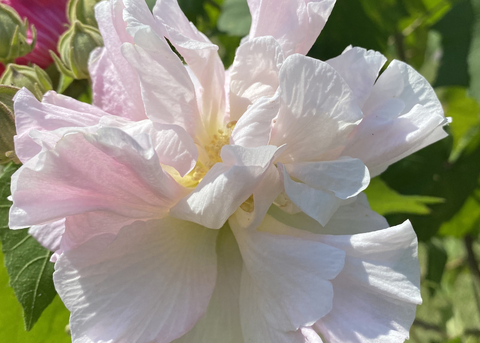 A large white flower blooms against green leaves.