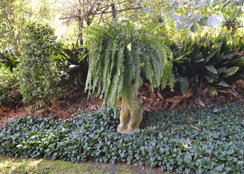 Low-growing plants neatly cover the ground inside a flower bed.