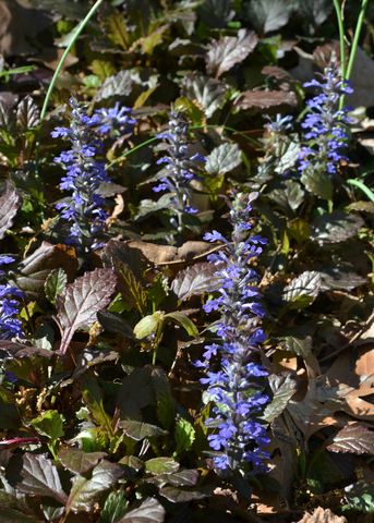 Small stems near the ground hold up tiny purple flowers.