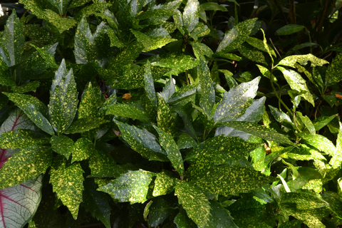 Plants with colorful leaves grow in the shade.