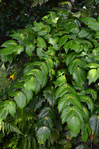 Long branches are covered in drooping leaves.