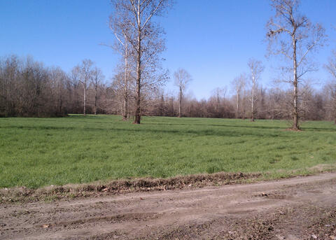 Green grass grows in a wide-open field beside a dirt road.