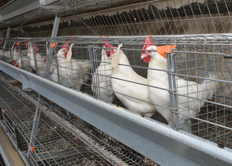 A row of white chickens are in a chicken house.