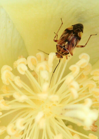 A brown insect is inside an open plant bloom.